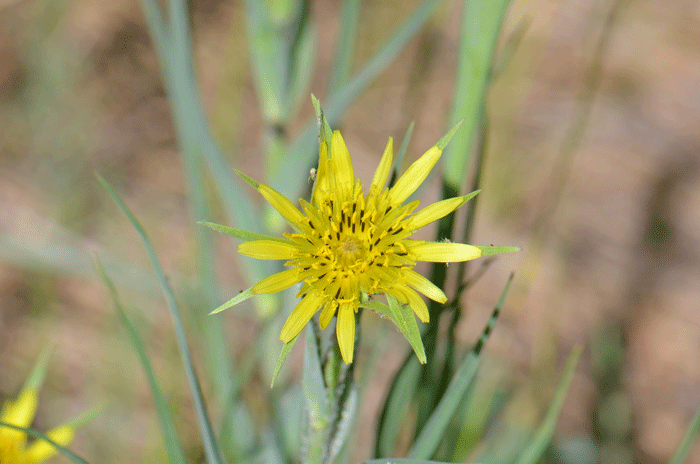 Yellow Salsify has yellow or pale lemon-yellow flowers about 2 inches (5 cm) wide on the tips of hollow leafless. Heads with ligulate flowers only. Tragopogon dubius